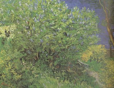 Vincent Van Gogh Lilacs (nn04) Spain oil painting art